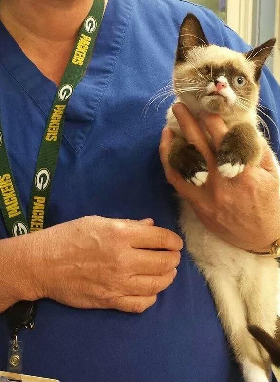 伤变独眼小猫虽残疾却受到万般宠爱尊龙人生就是博奶猫被野生小浣熊所(图3)