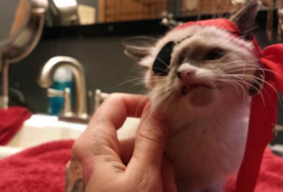 伤变独眼小猫虽残疾却受到万般宠爱尊龙人生